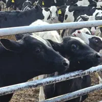 گوساله صنعتی وزن بین 100تا 150کیلو|حیوانات مزرعه|تهران, فلسطین (میدان انقلاب)|دیوار