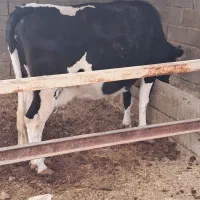 گوساله گاو شیری|حیوانات مزرعه|شیراز, ظفرآباد|دیوار