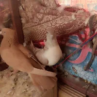 سه عدد کفتر دوکت زرد و گرگی|پرنده|اشکذر, |دیوار