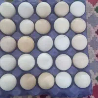 تخم مرغ محلی دارم برای فروش
