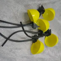 کفتر ابخوری