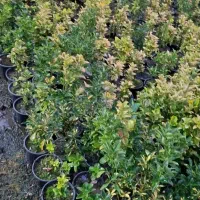 شمشاد طلایی ونعنایی قیمت درهم بگیرید 10|حراج|عباس‌آباد, |دیوار