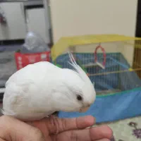 عروس هلندی نر آلبینو|پرنده|اهواز, سپیدار|دیوار