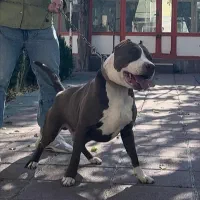 پیتبول استافورد ( وارداتی )|سگ|کرج, فاز ۲ مهرشهر|دیوار