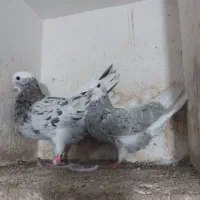 کبوتر|پرنده|مینودشت, |دیوار