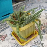 انواع گل در قیمت های خیلی مناسب