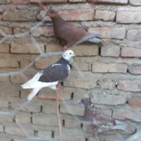 ۵عددکبوتردانه ای ۲۵۰