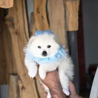 توله پامرانین|سگ|شیراز, شهرک گلستان شمالی|دیوار