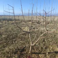 هرس وشخم پای درختان توسط دانشجوباغبانی|خدمات باغبانی و درختکاری|مشگین شهر, |دیوار