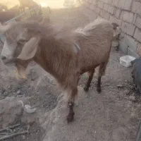 سانن