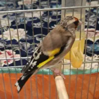 سهره ماده کارداده|پرنده|شهرضا, |دیوار