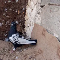 کبوتر سینه ای جم|پرنده|جم, |دیوار