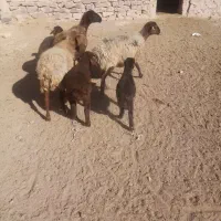 گوسفند زایده