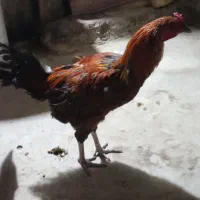 دوعدد خروس بفروش|حیوانات مزرعه|تخت, |دیوار