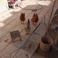 مرغ تخم گذار|حیوانات مزرعه|گلبهار, شهر جدید گلبهار|دیوار