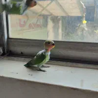 طوطی برزیلی فقط ۳۵۰ دانه ای فوری