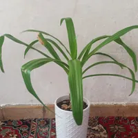 گل طبیعی|گل و گیاه طبیعی|سیرجان, |دیوار