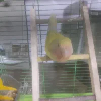 کوتوله برزیلی