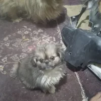 واگذاری سگ پیکینز اصیل شرط کارشناسی