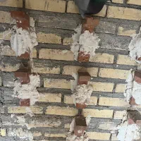 کبوتر سبز ساده پاپر بازیکن صداکت دار