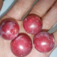 سیب زرد لبنانی