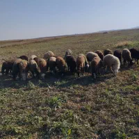 گوسفند دشتی پای پرواری