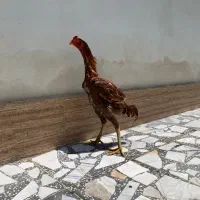 خروس لاری اصیل