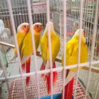 خرید وفروش جوجه سرلاکی دان خور تا بالغ