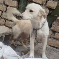 سگ پاپی