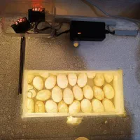 جوجه کشی آسان بافیبر کم مصرف دقیق وتست شده|ماشینآلات صنعتی|یاسوج, |دیوار