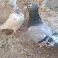 هفرنگ کاکلی نقری شامی کاکلی