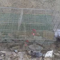 قفس بلدرچین .جفت گاه کبوتر|لوازم جانبی حیوانات|چناران, |دیوار