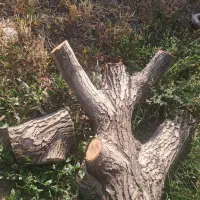 کنده درخت گردو جهت خراطی