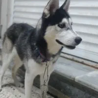 سگ...|سگ|بهبهان, |دیوار