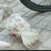 چپ و ساده هفت‌رنگ