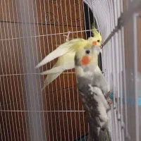 عروس هلندی|پرنده|شهریار, شهریار|دیوار