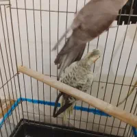 یک جفت عروس هلندی صددرصد تضمینی 4 تخم