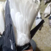 کبوتر|پرنده|اشتهارد, |دیوار