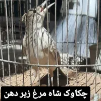 سهره خاکی مست چندکاره حرف میزنه