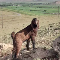 بره اماده  پروار بندی فروش