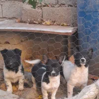 سگ پاکوتاه سه ماهه