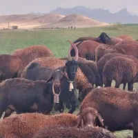 دوبور