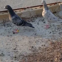 کفتر پلاکی جفتی و تعدادی جوجه|پرنده|شیراز, گویم|دیوار