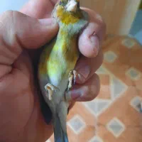 دو عدد سهره قناری دهن سهره لر سلیمانی|پرنده|تهران, چیتگر جنوبی|دیوار