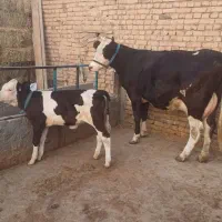 گاو تلیسه سیمینتال با گوساله