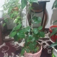 گل طبیعی|گل و گیاه طبیعی|نیشابور, شهرآرا|دیوار