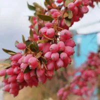 زرشک خشک تازه