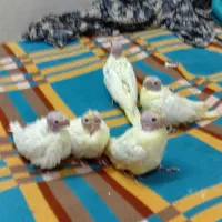 عروس هلندی سرلاکی و دونه خور
