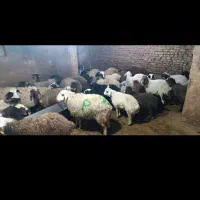 گوسفند زنده قیمت مناسب