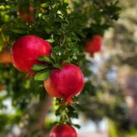 اجاره باغ انار